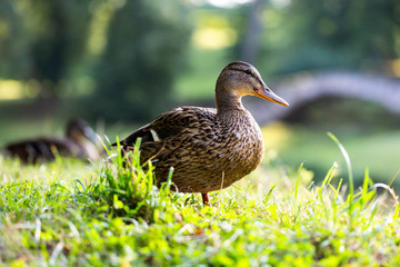 Naklejka na ściany i meble wild famale duck walking on grass