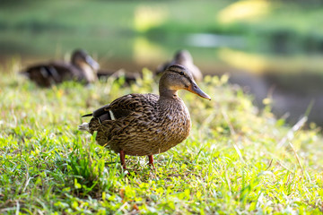 wild famale duck walking on grass