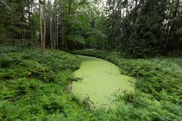swamp lake landscape in Pavlovsk Park