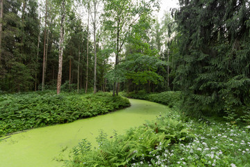 swamp lake landscape in Pavlovsk Park