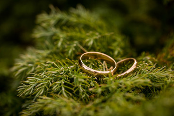 Obraz na płótnie Canvas wedding rings on the branch of spruce