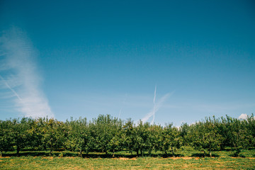 row of apple trees at an apple prchard at harvest time in the fall in georgia