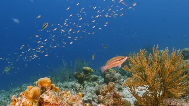 Seascape of coral reef in the Caribbean Sea around Curacao with coral and sponge