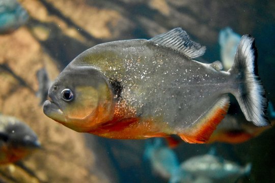 A red bellied piranha in an aquarium