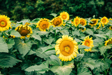 Obraz premium sunflowers in a very large sunflower field in the summer fall at harvest