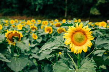 sunflowers in a very large sunflower field in the summer fall at harvest