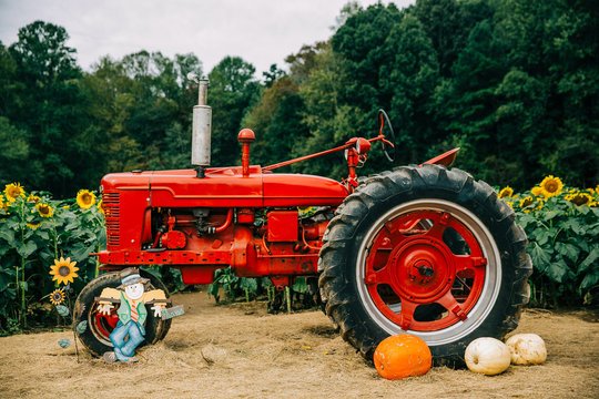 A red vintage old antique tractor in front of a sunflower field with pumpkins and a scarecrow in the Autumn for decoration