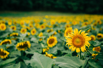 sunflowers in a very large sunflower field in the summer fall at harvest