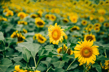 sunflowers in a very large sunflower field in the summer fall at harvest