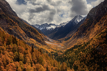 Fall Autumn Colors, Trees, Colorful Yellow Leaves, Golden and Red Leaves, Colorful Forest. Beautiful assortment of colorful trees, blue sky and sunshine. Layers of trees, background graphic