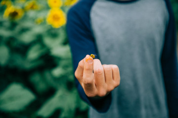 boy teen man holding a honey bee with pollen on his finger in a sunflower field