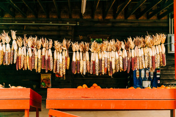 hanging dried corn at a pumpkin patch farmer's market in the autumn in October. This is used for fall decoration.