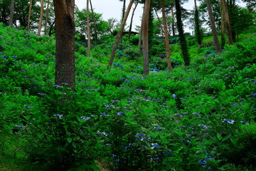 宮城県登米市　森の紫陽花