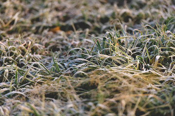 Grama após geada de manha