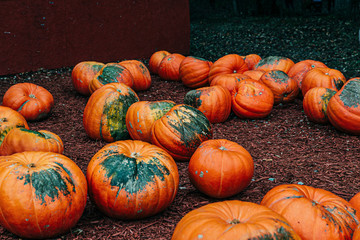 Large Piles Scattering of Orange Pumpkins and Gourds at a Pumpkin Patch in October for a Fall Festival