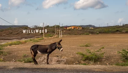 Fototapeten Esel A donkey by the Williwood sign on the Caribbean island of Curacao  © Gail Johnson