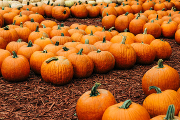 Large Piles Scattering of Orange Pumpkins and Gourds at a Pumpkin Patch in October for a Fall Festival