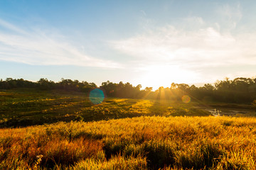 Obraz premium Beautiful scene with waving wild grass on a sunset. Shot with lens flare