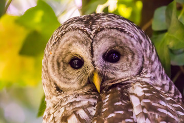A Barred Owl Tries to Hide From Marauding Crows