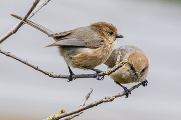 A Pair of Bushtits Take on the World