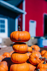 stack of small decorative miniature pumpkins for decoration in the autumn and for Halloween