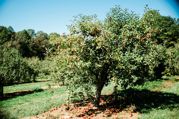 Fototapeta na wymiar apple fruit trees at an apple orchard