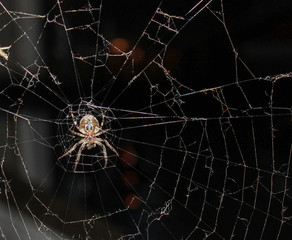 spider on web
