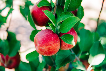Closeup of red apples frowing on an apple tree with a leafy brach ready to be picked
