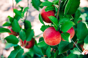 Obraz premium Closeup of red apples frowing on an apple tree with a leafy brach ready to be picked