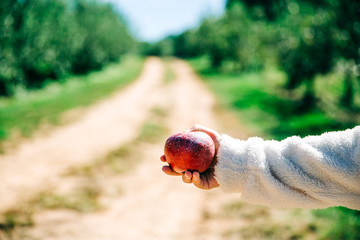 Girl holding one perfect red apple from the orchard in the fall