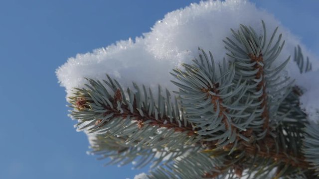 Snow-covered Christmas tree, Bright sunlight falling with snow, snowflakes falling from the trees.