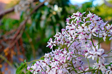 Fine pale putple flowers on soft green floral background.