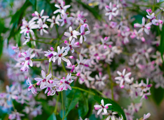 Many small pale flowers on soft green floral background.