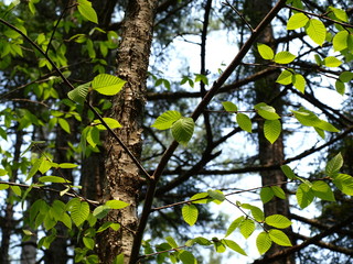 Tree Leaves