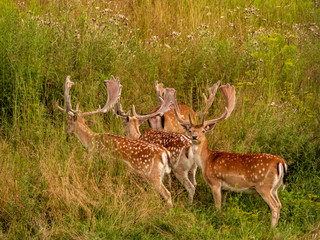 Fallow Deer