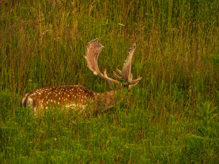 Fallow Deer