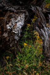Wildflowers nestled into the base of a gnarly old tree near the California coast.