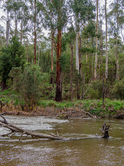 Tree in River vert