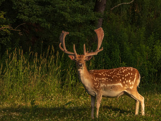 FallowDeer