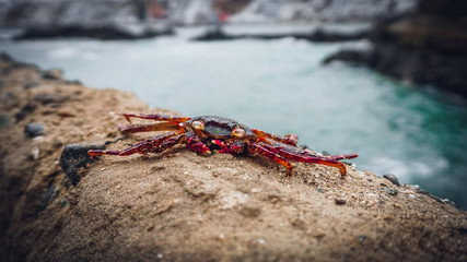 cangrejo marino en el muelle cerca a la playa 