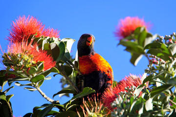 Rainbow Lorikeet between Red Pohutukawa Tree Flowers against a Bright Blue Sky