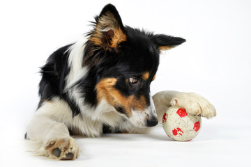 A young Australian Shepherd playing with it's Ball