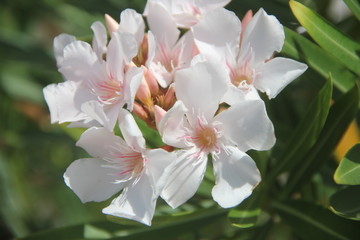 white flowers on the walk