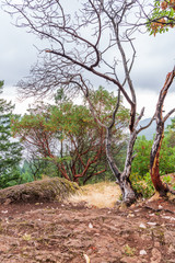 View at Mountain Trail in British Columbia, Canada. Ocean Background.