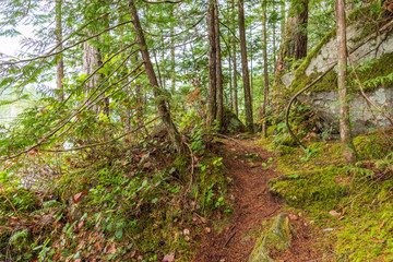 Obraz premium View at Mountain Trail in British Columbia, Canada. Forest Background.