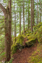 View at Mountain Trail in British Columbia, Canada. Forest Background.