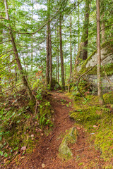 View at Mountain Trail in British Columbia, Canada. Forest Background.
