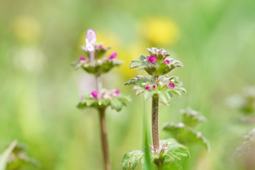 wild flowers grow in summer field, macro