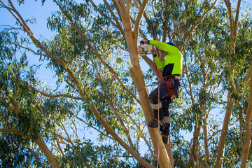 A professional arborist, or tree surgeon uses a chainsaw high in a eucalyptus tree to prune back...