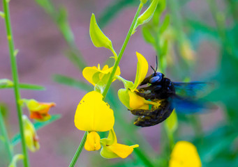 bumble bee flying